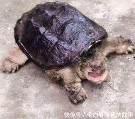 国产鳄龟测评视频播放,视频揭秘其真实表现与养殖价值